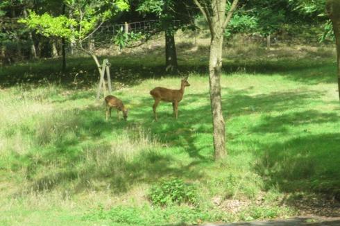 Reeën in de tuin van het natuurhuisje op boslandgoed ’t Landje